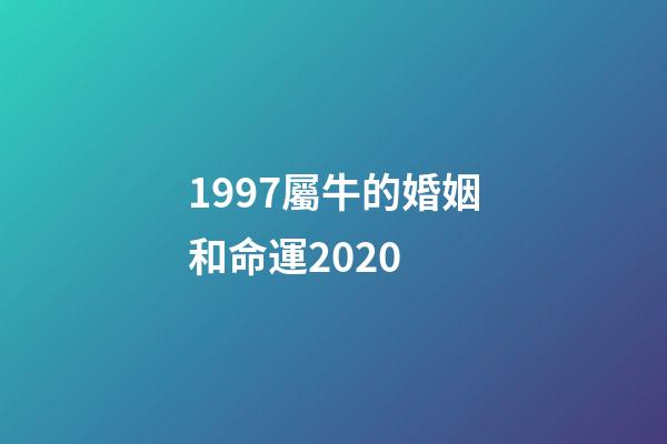 1997屬牛的婚姻和命運2020 (屬牛男1997在2020婚姻)-第1張-觀點-玄機派